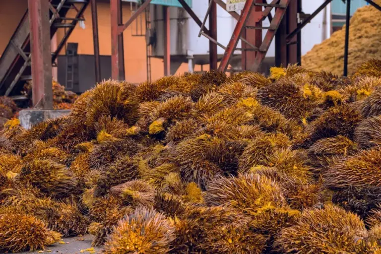 Biomass Raw Material 4